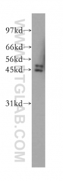 12660-1-AP - NFKBIB / IKBB