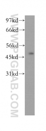 12660-1-AP - NFKBIB / IKBB