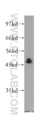 12660-1-AP - NFKBIB / IKBB