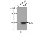 16839-1-AP - NIP7