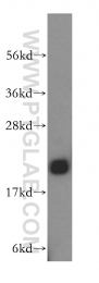 16839-1-AP - NIP7