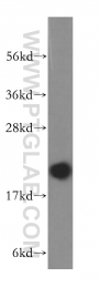 16839-1-AP - NIP7