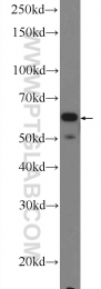 25350-1-AP - NADPH oxidase 5 / NOX5