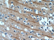25517-1-AP - Neuropeptide B