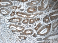 25517-1-AP - Neuropeptide B