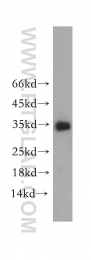 18084-1-AP - Neurotrophin 3 / NTF3
