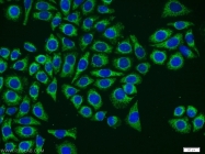 12297-1-AP - Neurotrophin 4 / NTF4