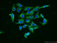 12297-1-AP - Neurotrophin 4 / NTF4