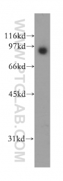 13129-1-AP - TrkB