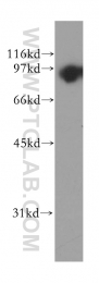 13129-1-AP - TrkB