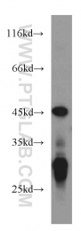 55126-1-AP - NUDT19