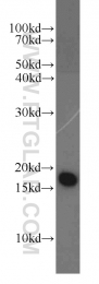 10484-1-AP - NUDT2 / APAH1