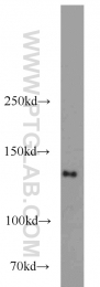 12405-1-AP - NUP133