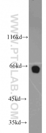 13916-1-AP - NUP62
