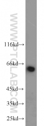 13916-1-AP - NUP62