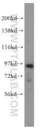 16970-1-AP - NVL