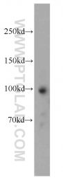 21915-1-AP - OAS3