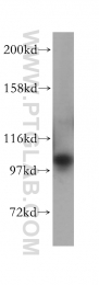 17695-1-AP - OCRL