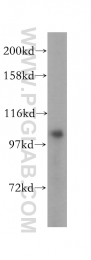 17695-1-AP - OCRL