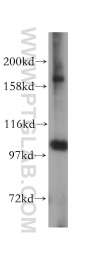 17695-1-AP - OCRL