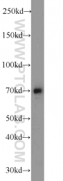 23887-1-AP - ODF2L