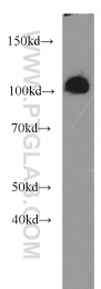 11177-1-AP - OGFR