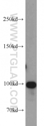 16605-1-AP - ZA20D1