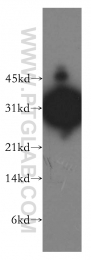 13497-1-AP - OTX2