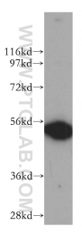 14632-1-AP - DDX6