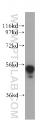 14632-1-AP - DDX6