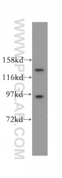 16427-1-AP - USP52 / PAN2