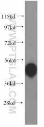 15070-1-AP - PCBP2 / hnRNP-E2