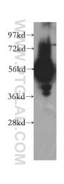 12207-1-AP - CDK18 / PCTK3