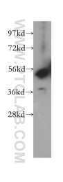 12207-1-AP - CDK18 / PCTK3