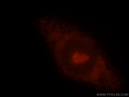 15081-1-AP - PDAP1