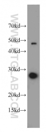 15081-1-AP - PDAP1