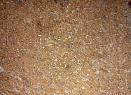 17580-1-AP - PKLR