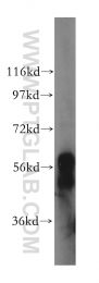 17580-1-AP - PKLR