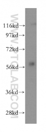 17580-1-AP - PKLR