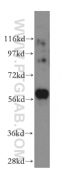 17580-1-AP - PKLR