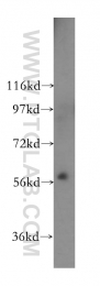 17580-1-AP - PKLR