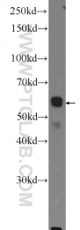 22456-1-AP - PKLR