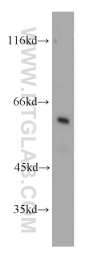 22456-1-AP - PKLR