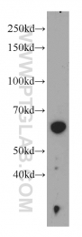 22456-1-AP - PKLR