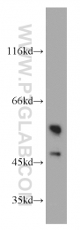22456-1-AP - PKLR