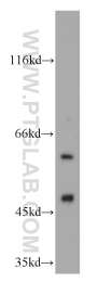 22456-1-AP - PKLR