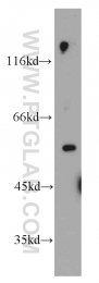 22456-1-AP - PKLR