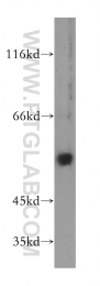 17968-1-AP - uPA / PLAU