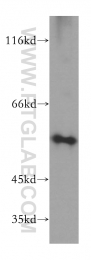 17968-1-AP - uPA / PLAU