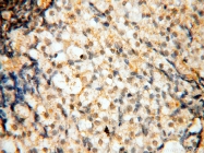 18003-1-AP - DNA polymerase beta
